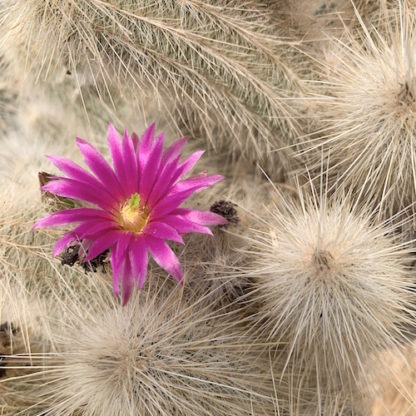 Echinocereus rayonensis cactus shown flowering