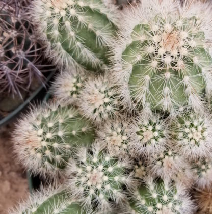 Echinocereus rayonensis cactus shown in pot