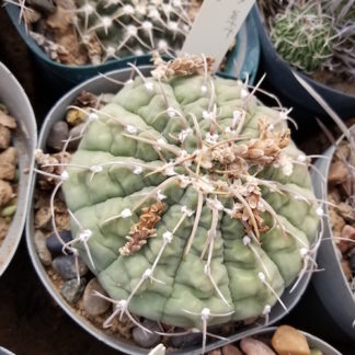 Gymnocalycium vatteri cactus shown in pot