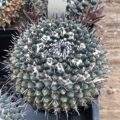 Mammillaria lloydii cactus shown in pot