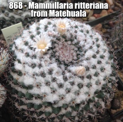 Mammillaria ritteriana cactus shown flowering