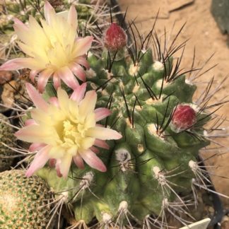 Neoporteria tuberisulcata cactus shown flowering