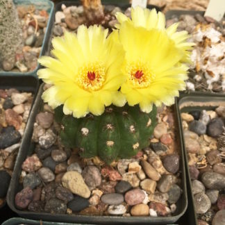 Notocactus 'Parodia' glaucinus cactus shown flowering