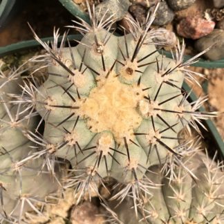 Copiapoa calderana cactus shown flowering
