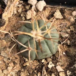 Echinocactus horizonthalonius cactus shown in pot