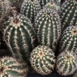 Echinocereus reichenbachii cactus shown in pot