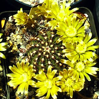 Echinocereus viridiflorus cactus shown flowering