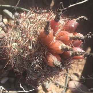 Escobaria vivipara cactus shown in pot