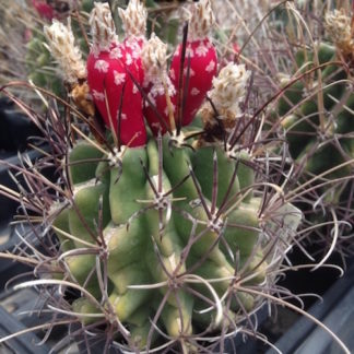 Glandulicactus uncinatus var. wrightii cactus shown flowering