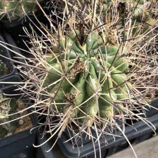 Glandulicactus uncinatus cactus shown in pot