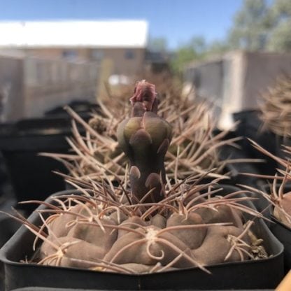 Gymnocalycium ferrari cactus shown in pot