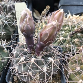 Gymnocalycium guanchinense cactus shown in pot