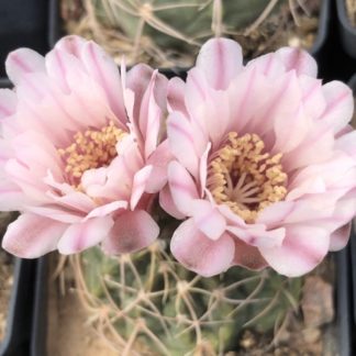 Gymnocalycium ritterianum cactus shown flowering