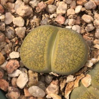 Lithops aucampiae mesemb shown flowering
