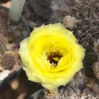 Lobivia aurea cactus shown flowering