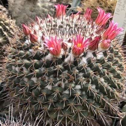 Mammillaria crassa cactus shown flowering