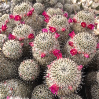 Mammillaria haageana cactus shown flowering
