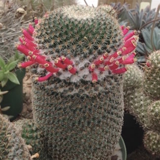 Mammillaria huitzilopochtli cactus shown flowering