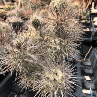 Tephrocactus alexanderi cactus shown in pot