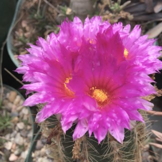Thelocactus leucacanthus cactus shown flowering