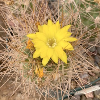 Weingartia lecoriensis cactus shown flowering