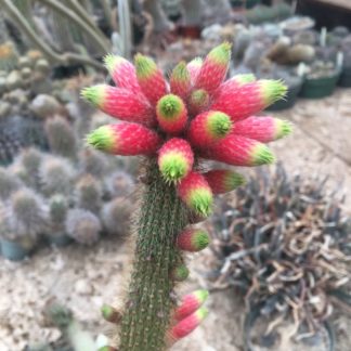 Cleistocactus jujuyensis cactus shown flowering