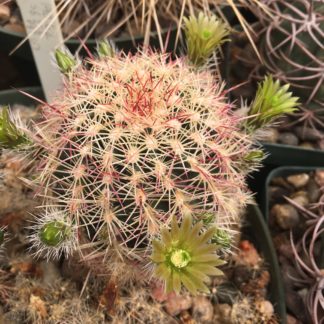 Echinocereus chloranthus cactus shown flowering