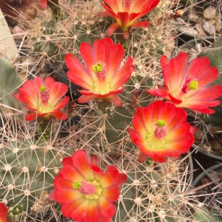 Echinocereus trig cactus shown flowering