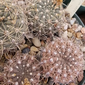 Gymnocalycium schatzlianum cactus shown in pot