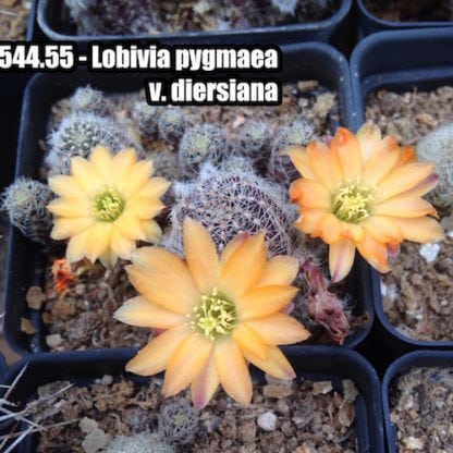 Lobivia pygmaea cactus shown flowering