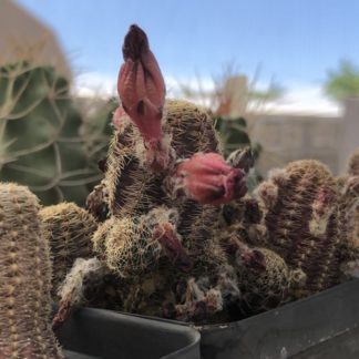 Lobivia pygmaea cactus shown in pot