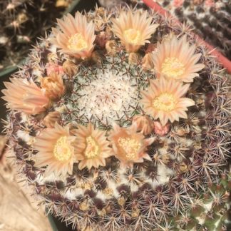 Mammillaria aff brauneana cactus shown flowering
