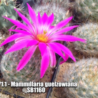 Mammillaria guelzowiana cactus shown flowering