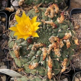 Matucana aureiflora cactus shown flowering