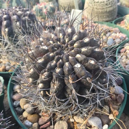 Neoporteria cachytaensis cactus shown flowering