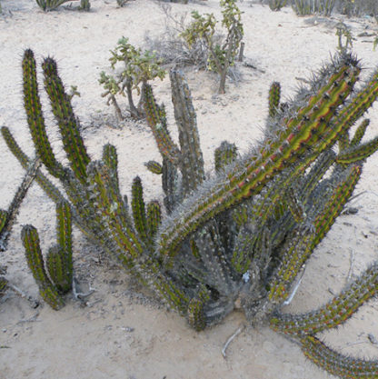 Stenocereus gummosus cactus shown in pot