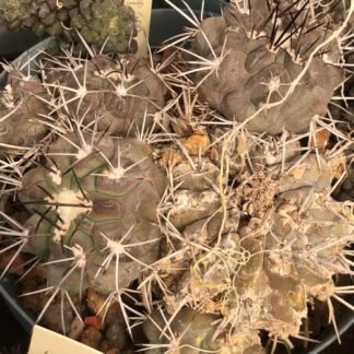 Copiapoa applanata cactus shown flowering