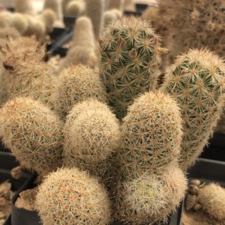 Coryphantha henricksonii cactus shown in pot