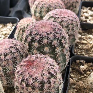 Echinocereus pectinatus cactus shown flowering