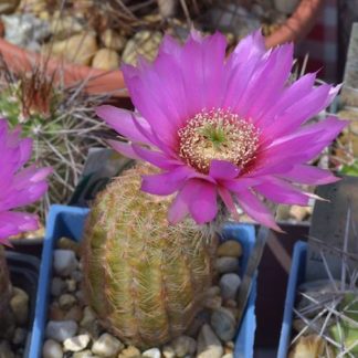 Echinocereus reichenbachii cactus shown flowering