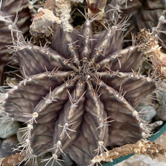 Gymnocalycium mihanovichii 'friedrichii' cactus shown flowering