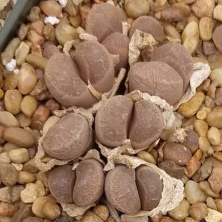 Lithops comptonii mesemb shown in pot