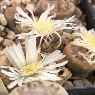 Lithops hallii mesemb shown flowering