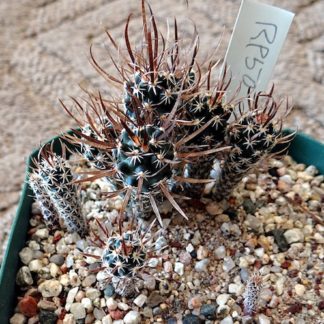 Sclerocactus 'Toumeya' papyracantha cactus shown flowering