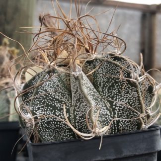 Astrophytum capricorne cactus shown in pot