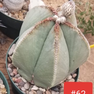 Astrophytum myriostigma cactus shown in pot