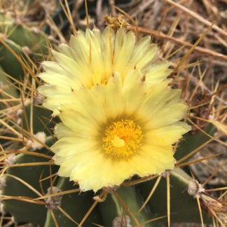 Astrophytum ornatum cactus shown flowering