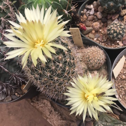 Coryphantha delicata cactus shown flowering