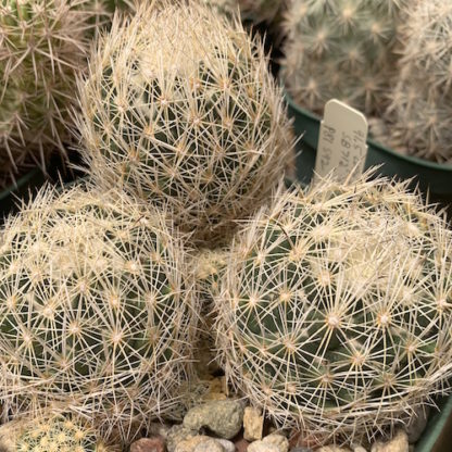 Coryphantha delicata cactus shown in pot