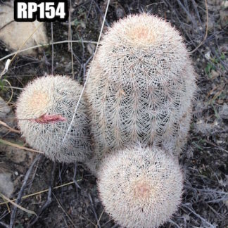 Echinocereus dasyacanthus cactus shown in pot